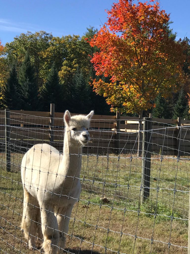 Alpaca at Spring Pond Farm, Greenfield, NH, October 2020.